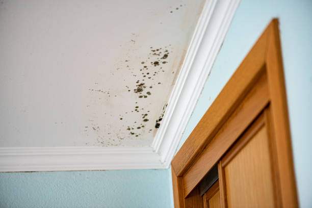 Best Kitchen Mold Remediation in Santa Clarita, CA