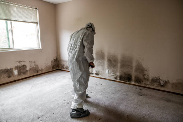 Best Industrial Mold Remediation in Santa Clarita, CA